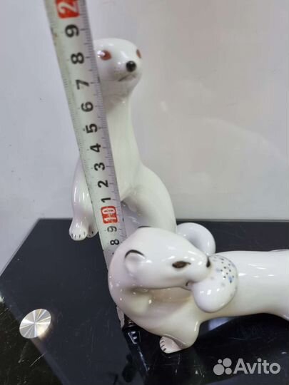 Ласка горностай лфз, ифз