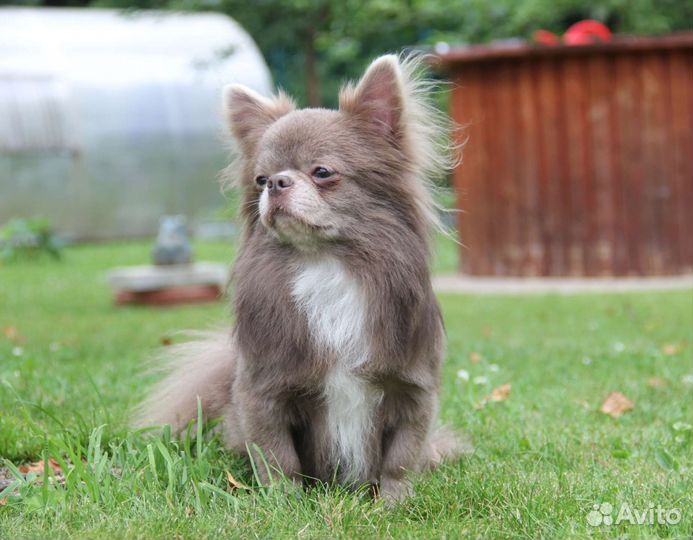 Чихуахуа кобель чемпион на вязки, вязка, жених