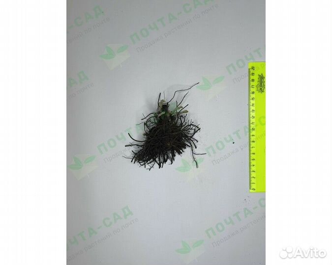 Флокс метельчатый Pink Lady