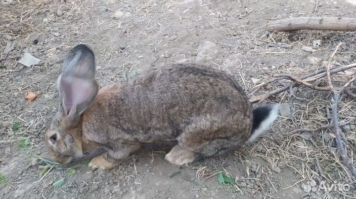 Кролики крупные, самцы и самки 6 месяцев