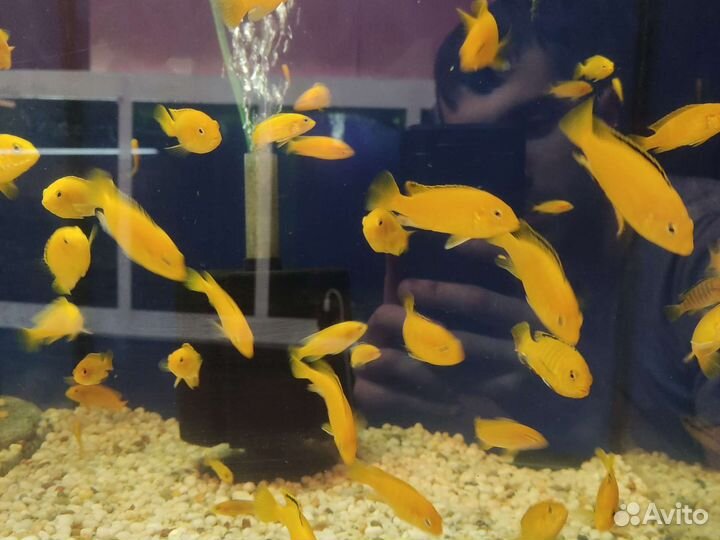 Аквариумные рыбки крупные Цихлиды: