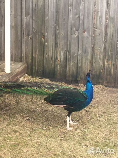 Продаю Павлинов