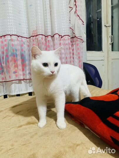 Британский кот
