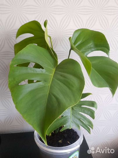 Монстера молодое растение