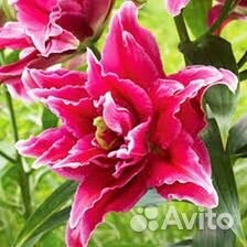 Лилии сортовые и другое