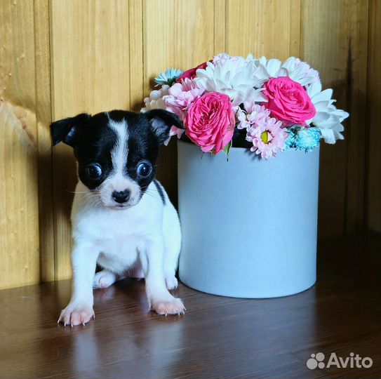 Щенки чихуахуа