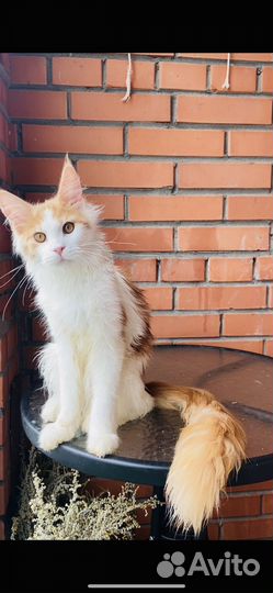Мейн-кун котята