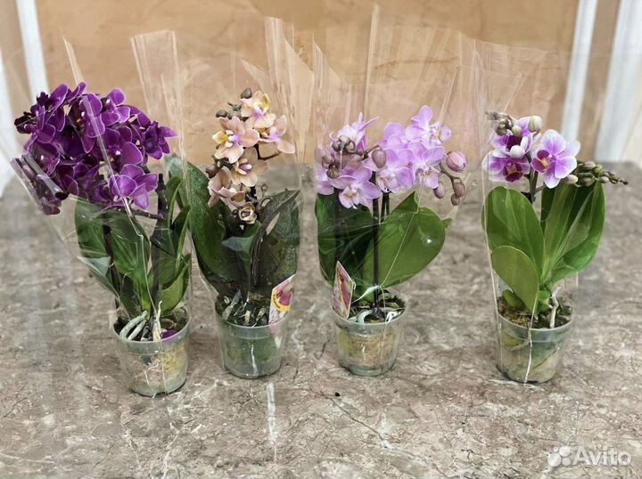 Мини орхидея