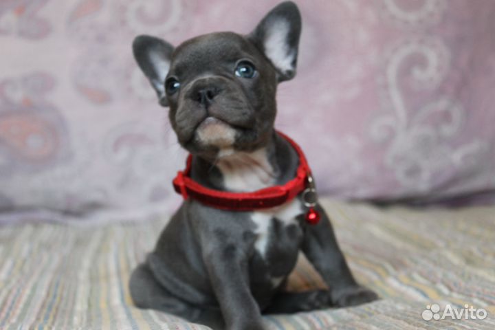 Твоя голубая мечта