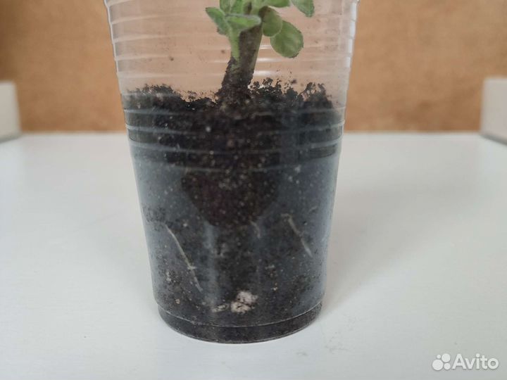 Плектрантус томентоза