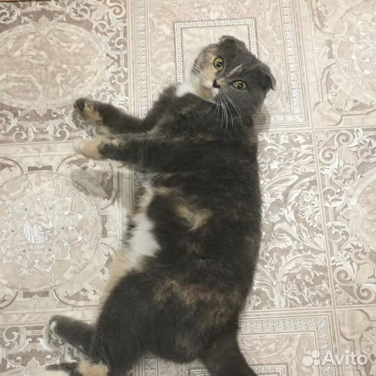 Кошечка вислоушка в добрые руки