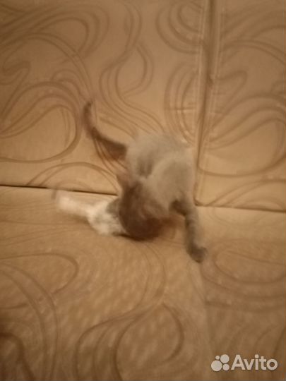 Котята отдам бесплатно