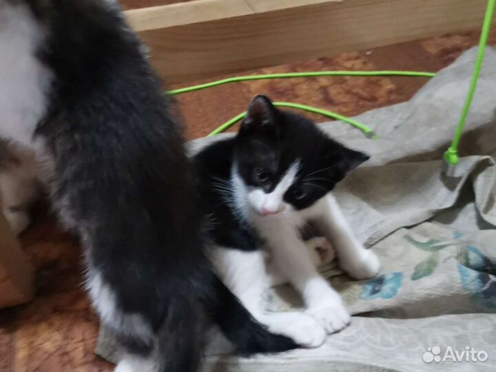 Котята в добрые руки бесплатно 1кот и 3 девчонки