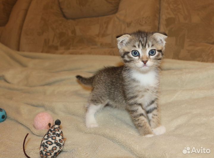 Шотландские котята