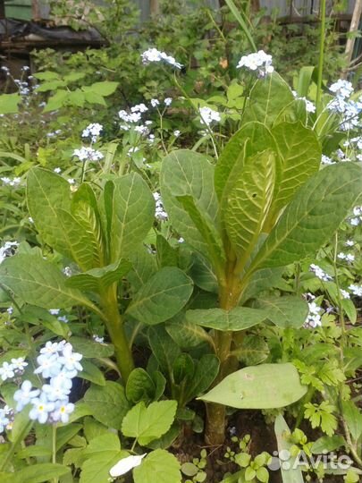 Лаконос лечебный многолетник