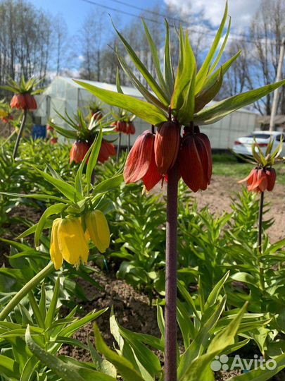 Рябчик императорский