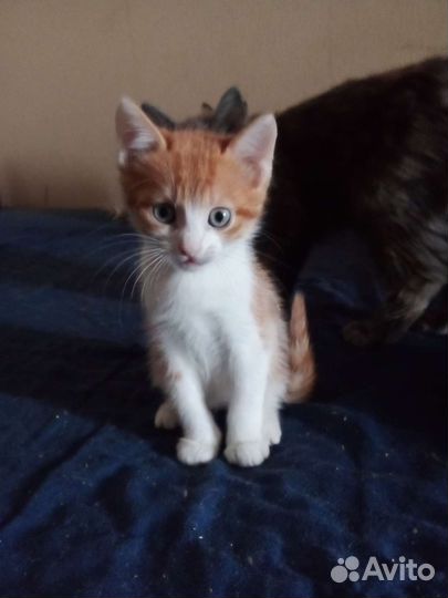 Кошка в дар