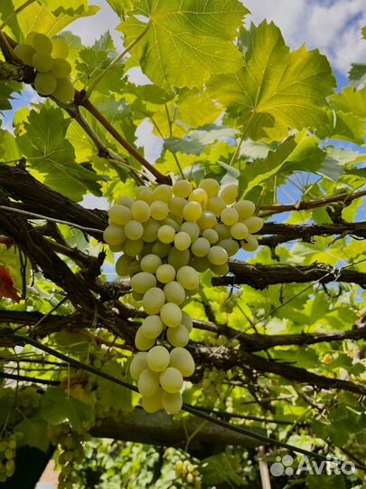 Виноград столовый