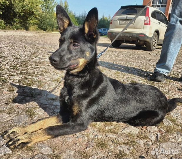 Отдам бесплатно щенка