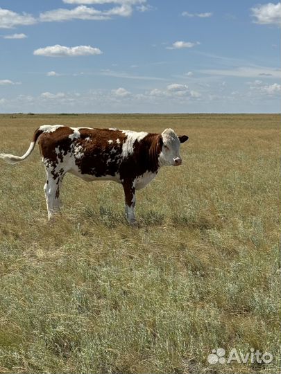 Телята телка