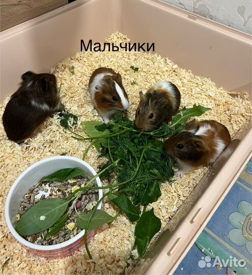 Морские свинки