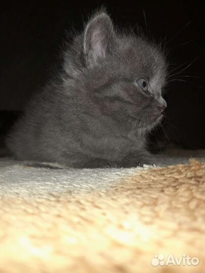 Котята от британки