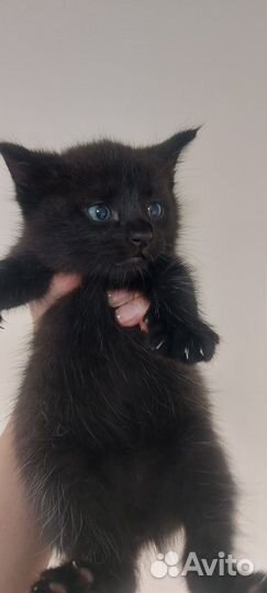 Пушистые котята