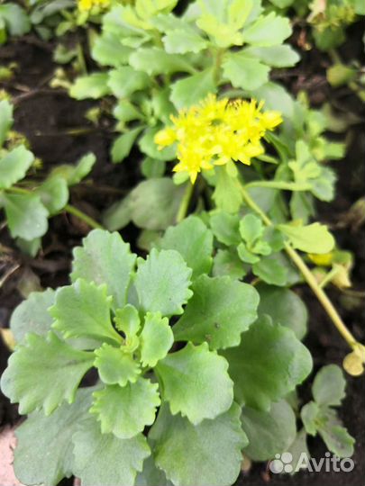 Почвопокровные