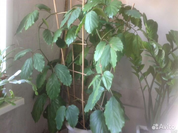 Тетрастигма Вуанье) Лиана