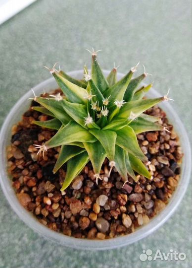 Кактусы: обрегония вариегатная