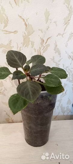 Бальзамин махровый ампельный