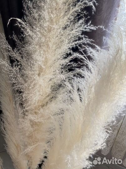 Пампасная трава