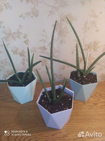 Сансевиерия цилиндрика