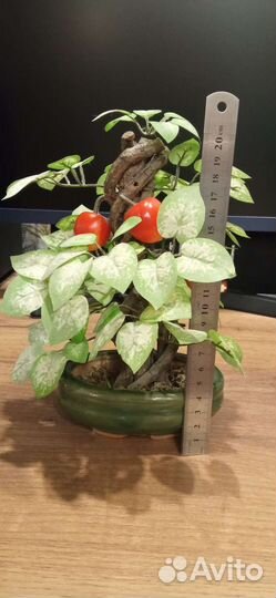 Бонсай в керамическом горшочке