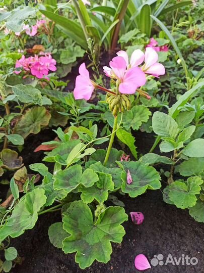 Герань зональная