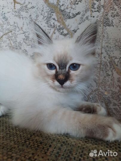 Котенок редкой породы