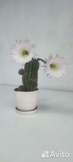 Кактус цветущий