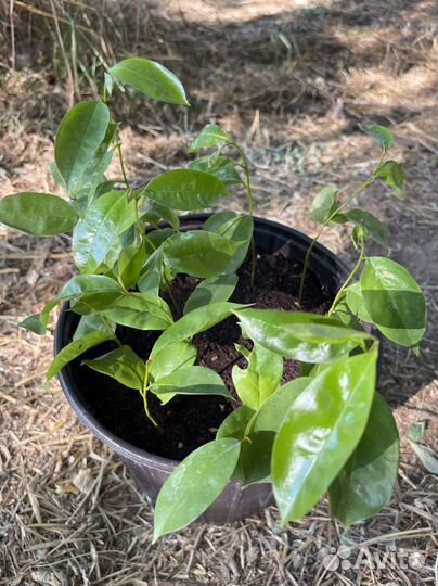 Экзотичнские растения Гуанабана, Гуава