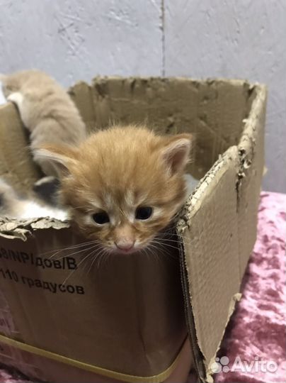 Котята в добрые руки даром