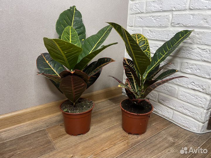 Кодиеум кротон комнатные цветы