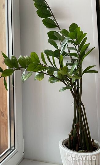 Цветы Спатифиллум Замиокулькас