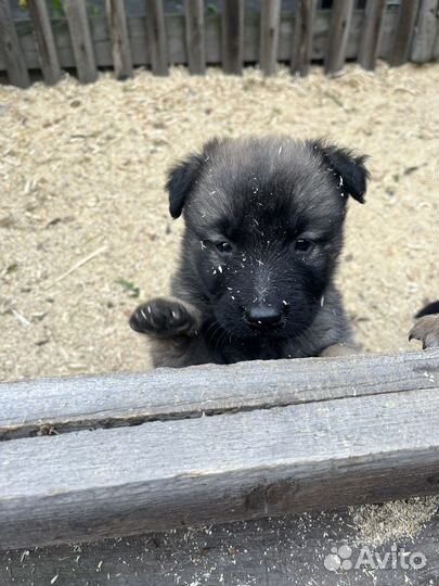 Собака в добрые руки отдам бесплатно