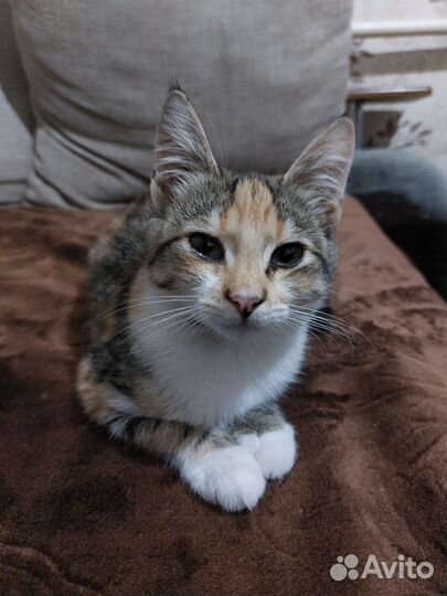 Кошечка ищет дом