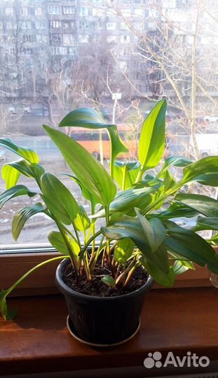 Герань,Алоэ,спатифиллум,традесканция,денежное дер