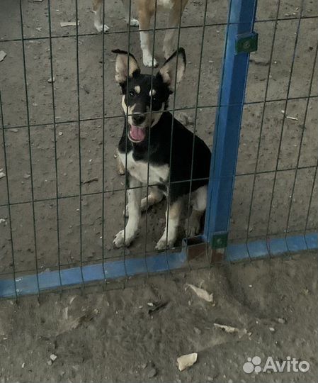 Девочка метис 5 месяцев