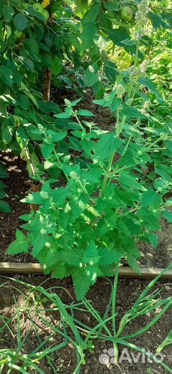 Мелиса, мята