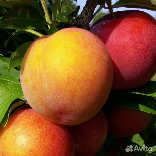 Саженец Шарафуга