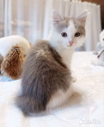 Котята в добрые руки бесплатно