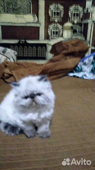 Персидские котята