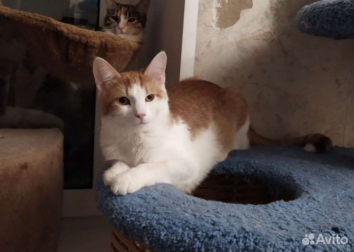 Кот Макс 7 месяцев,здоров,лоток отлично. Кастриров